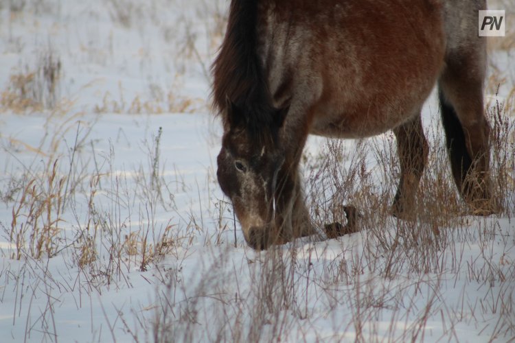 Павлодарлық тұрғын ұрланған малын тауып берген полицейлерге алғысын білдірді