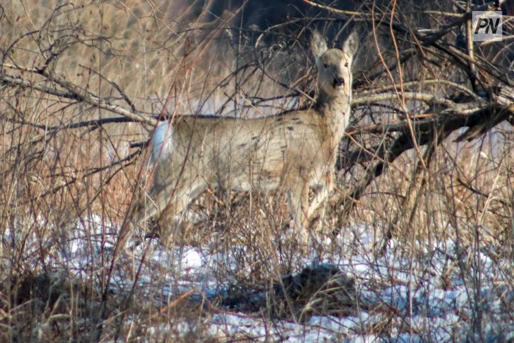В Павлодарской области браконьеры убили двух косуль