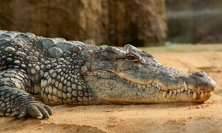 Жителей пакистанского городка напугал крокодил