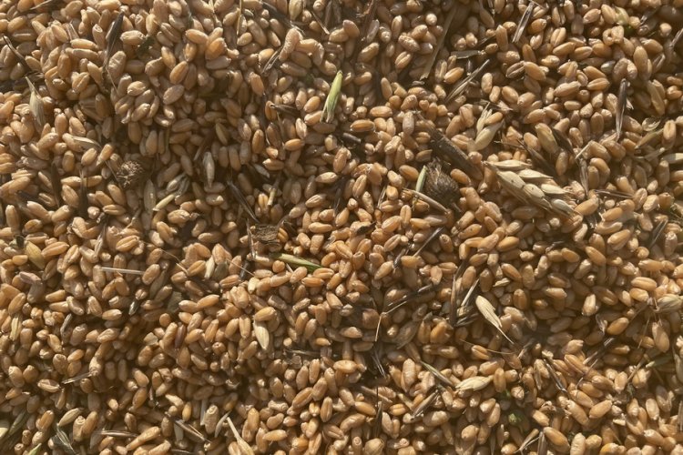 Павлодарским животноводам помогут фуражным зерном