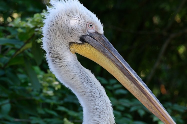 На поле для гольфа в Нидердандах обнаружили пеликана