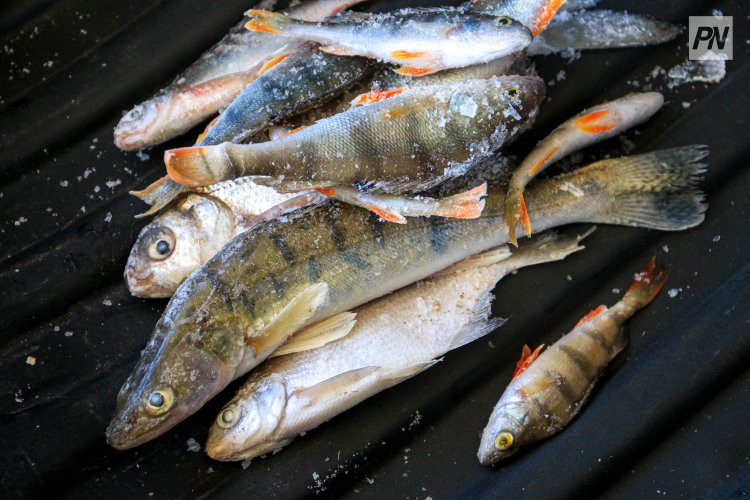 Экибастузца наказали за незаконную рыбалку