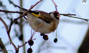 Павлодарда «Құстар қалашығы» пайда болды