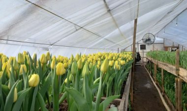 Ақтоғай ауданында халықаралық әйелдер күніне орай қызғалдақ гүлдері отырғызылды