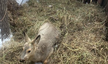Павлодарлық мектептің аумағына кіріп кеткен еліктің жағдайы белгілі болды