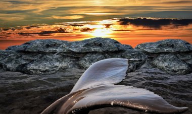 У Атлантического побережья заметили самое крупное животное на Земле