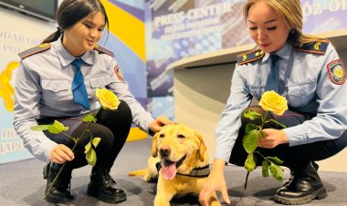 Павлодарда Блонди лабрадоры погондағы аруларды гүлмен құттықтады
