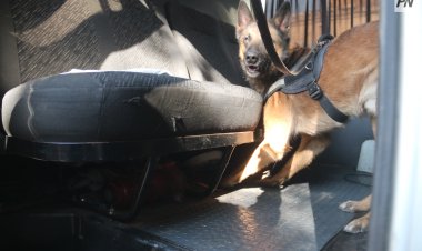 Павлодарским школьникам показали, как собаки ищут наркотики