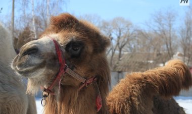 Павлодарда жолдың бөлігінде жүрген түйенің иесі жазаланды