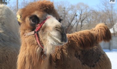 Баянауылда кәсіпкер түйелерді көбейтіп, шұбат өндірмек