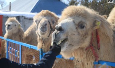 Павлодар облысында түйелердің саны артқан