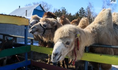 В несколько раз увеличилось поголовье павлодарских верблюдов