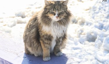 В США будут прощать «за кошачий гонорар»