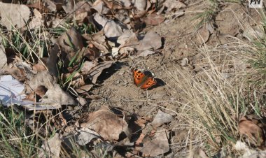 Сенбіде Павлодар облысында жылы болады