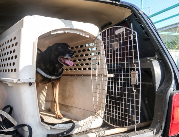 В Павлодаре четвероногие «стражи порядка» помогли раскрыть свыше 200 преступлений