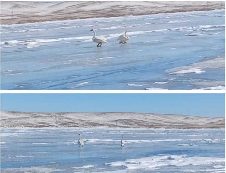 Озеро в Баянаульском районе облюбовала пара лебедей