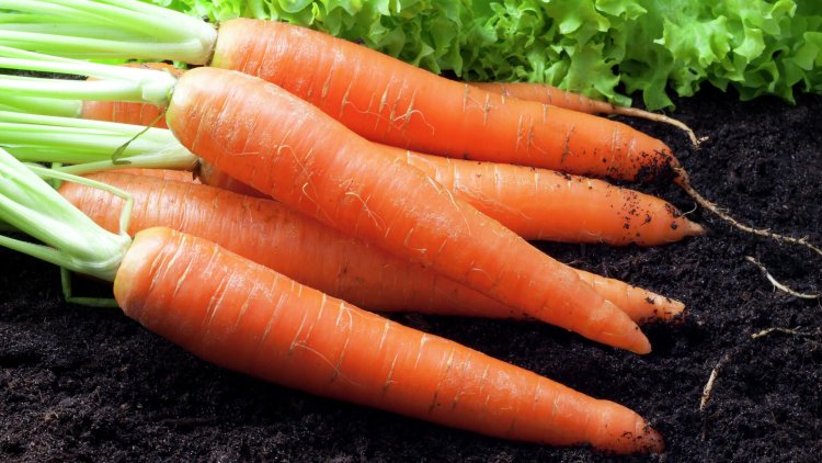 Павлодарские крестьяне попросили субсидии на закуп семян моркови