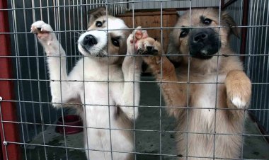 Нарисовать питомца и помочь бездомным животным предложили павлодарцам
