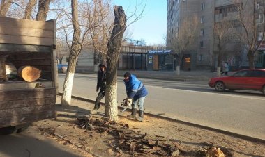 Павлодарда ағаштарды санитарлық кесу жұмыстары басталды