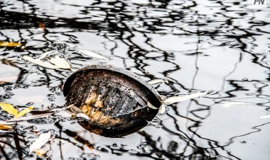 Новый комитет по охране водных ресурсов создали в РК