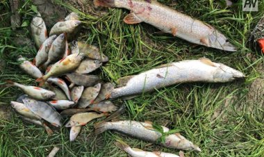 Павлодар облысында балық аулауға тыйым салынды