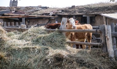Павлодар облысында жастар көбінесе ауыл шаруашылығына шағын несие алады