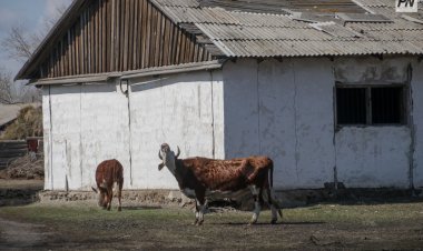 Павлодарда зейнеткерлерге жайылым мәселесі өзекті болып отыр
