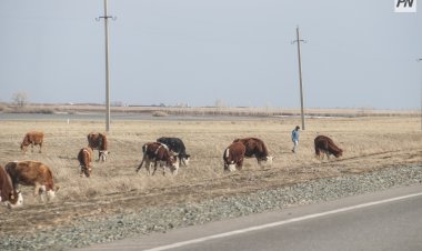 Павлодар облысында ауыл шаруашылығы жануарларын әкетуге тыйым салынды