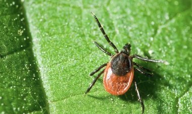Павлодарцам рассказали, как защититься от клещей