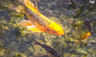 Павлодар облысы өзен-көлдеріне 50 мыңнан астам балық жіберіледі