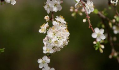 Шарбақты ауданындағы мектептерде жеміс бақтары жайқалды