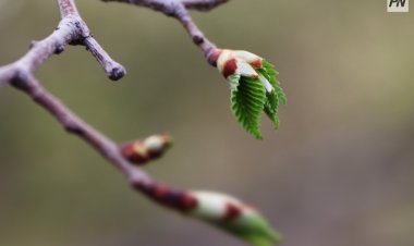 6 маусымда Павлодар облысында жаңбыр жауады