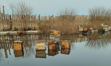 Павлодар облысында ара ұялары бар сексен омарта суға батып кетті