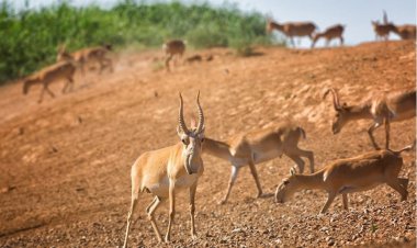 Павлодар облысында ақбөкендер қорғауға алынады