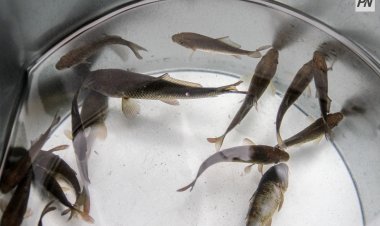 Павлодарские полицейские изъяли у браконьеров свыше 15 тонн рыбы