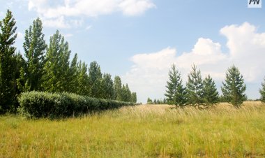 Эко-йога и квест: павлодарцев пригласили на «зелёный» выходной