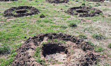 Таза Казахстан: в Экибастузе высадили более 300 деревьев