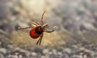 Клещи покусали шестерых павлодарцев