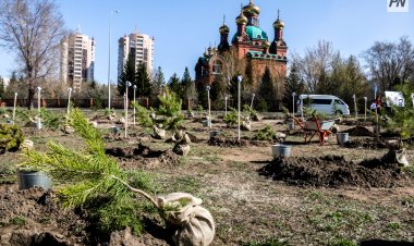 В Павлодаре взамен срубленных деревьев высадят саженцы аналогичных пород