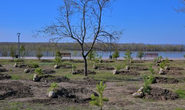 Павлодарда шіріген ағаштардың орнына жас көшеттерді отырғызу жұмыстары бастау алды