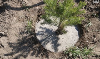 Арт-көрме, емен тұқымын отырғызу: Павлодарда экологиялық кеш өтеді