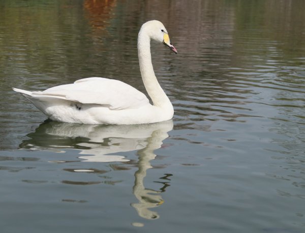 В Павлодарской области спасённых зимой лебедей выпустили на волю