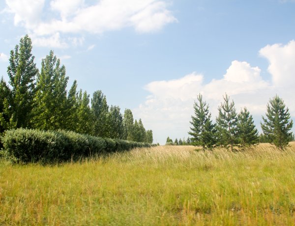Павлодар облысында көшеттердің жерсінуі екі есеге төмендеген