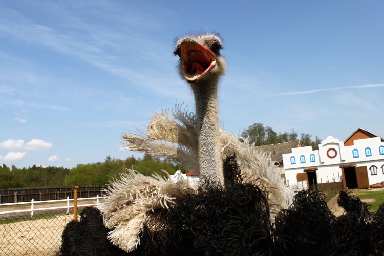 Из зоопарка Южной Кореи сбежал страус