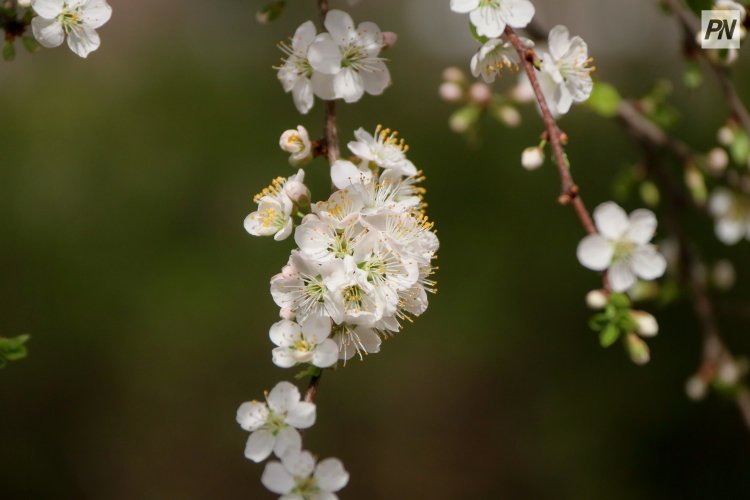 Шарбақты ауданындағы мектептерде жеміс бақтары жайқалды
