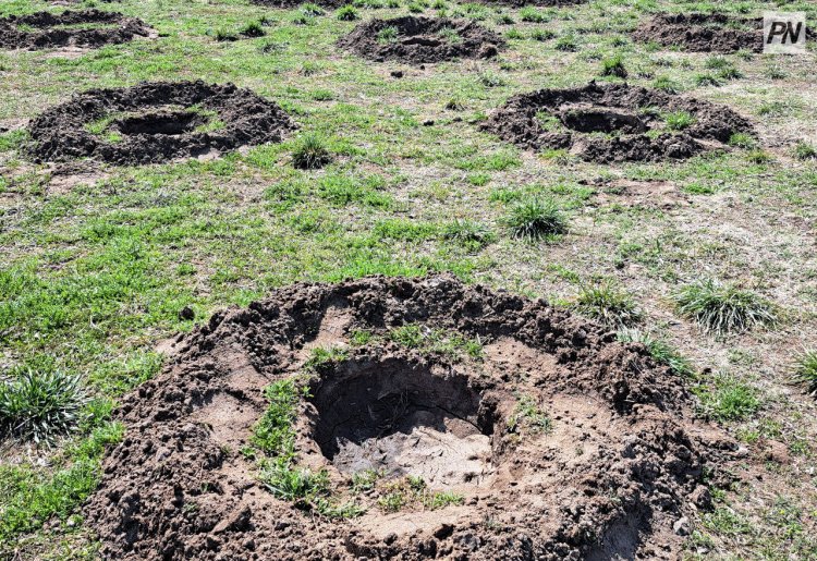 Таза Казахстан: в Экибастузе высадили более 300 деревьев