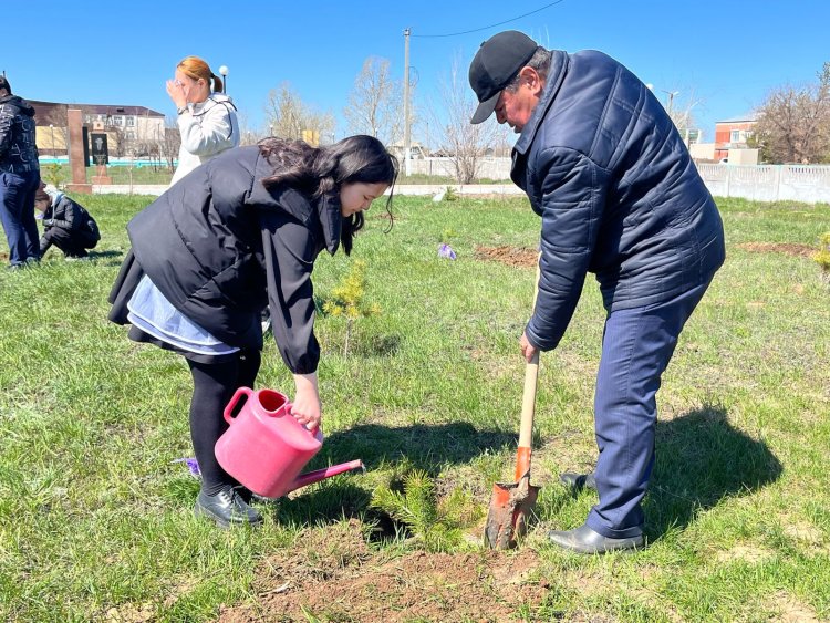 В Аккулы высадили сотню деревьев