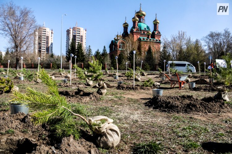 В Павлодаре взамен срубленных деревьев высадят саженцы аналогичных пород