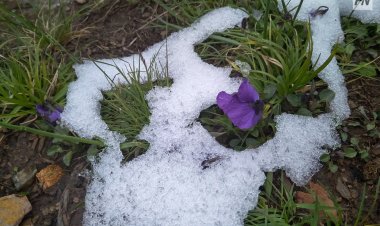 7 қазанда Павлодар облысында қар аралас жаңбыр жауады