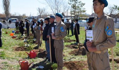 В Актогайском районе высадили именные ели